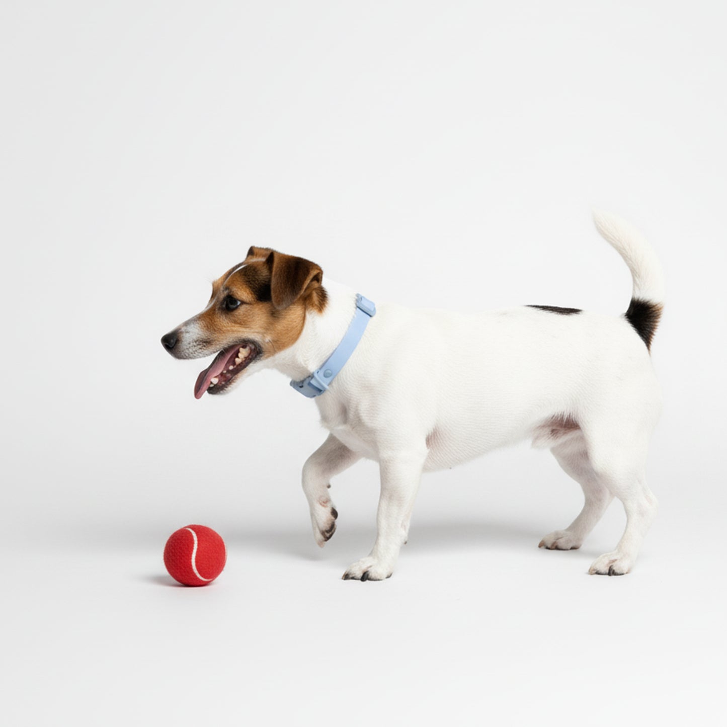 COLLAR WATER AZUL CELESTE