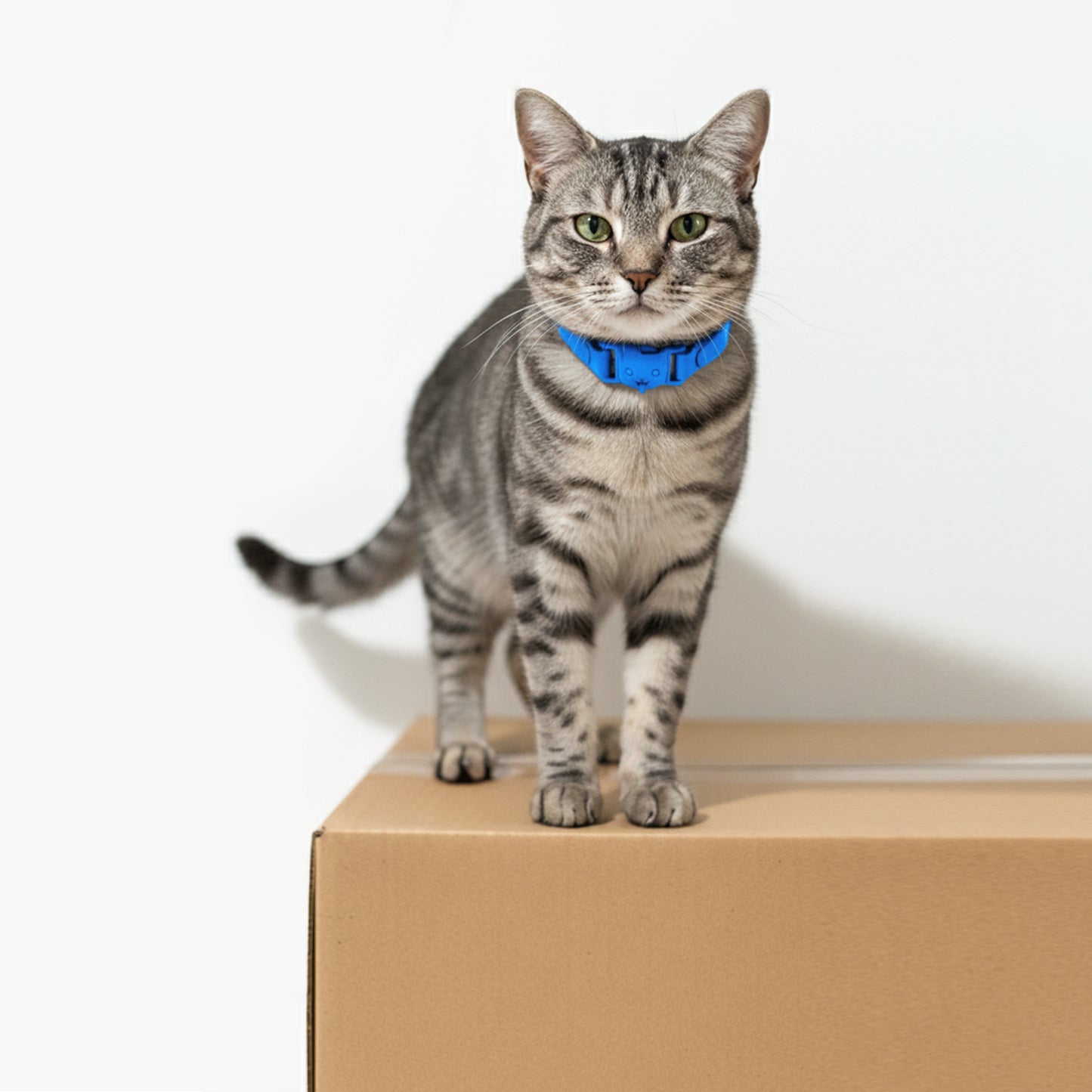 COLLAR CON SUELTE RÁPIDO AZUL OSCURO